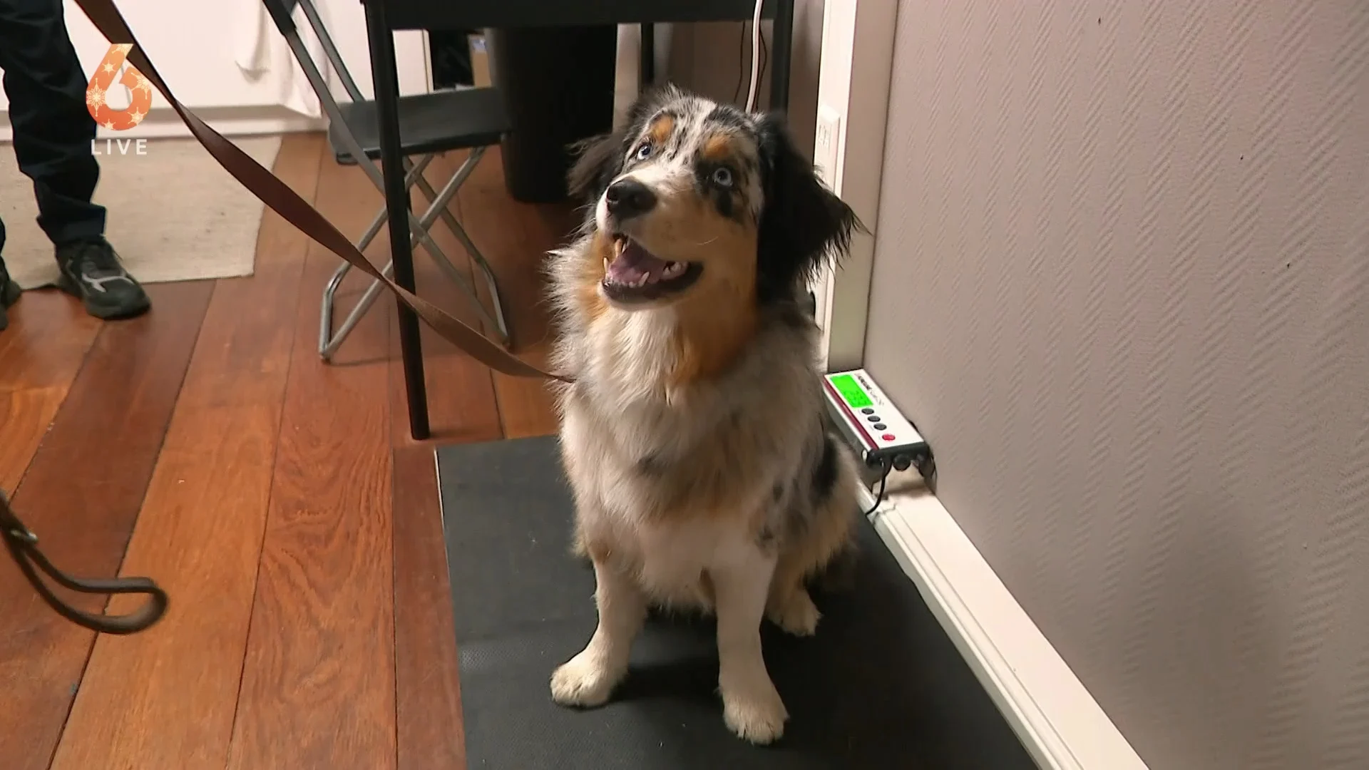 Dierenarts ziet soms verwaarloosde dieren: ‘Daar schrik je wel van'