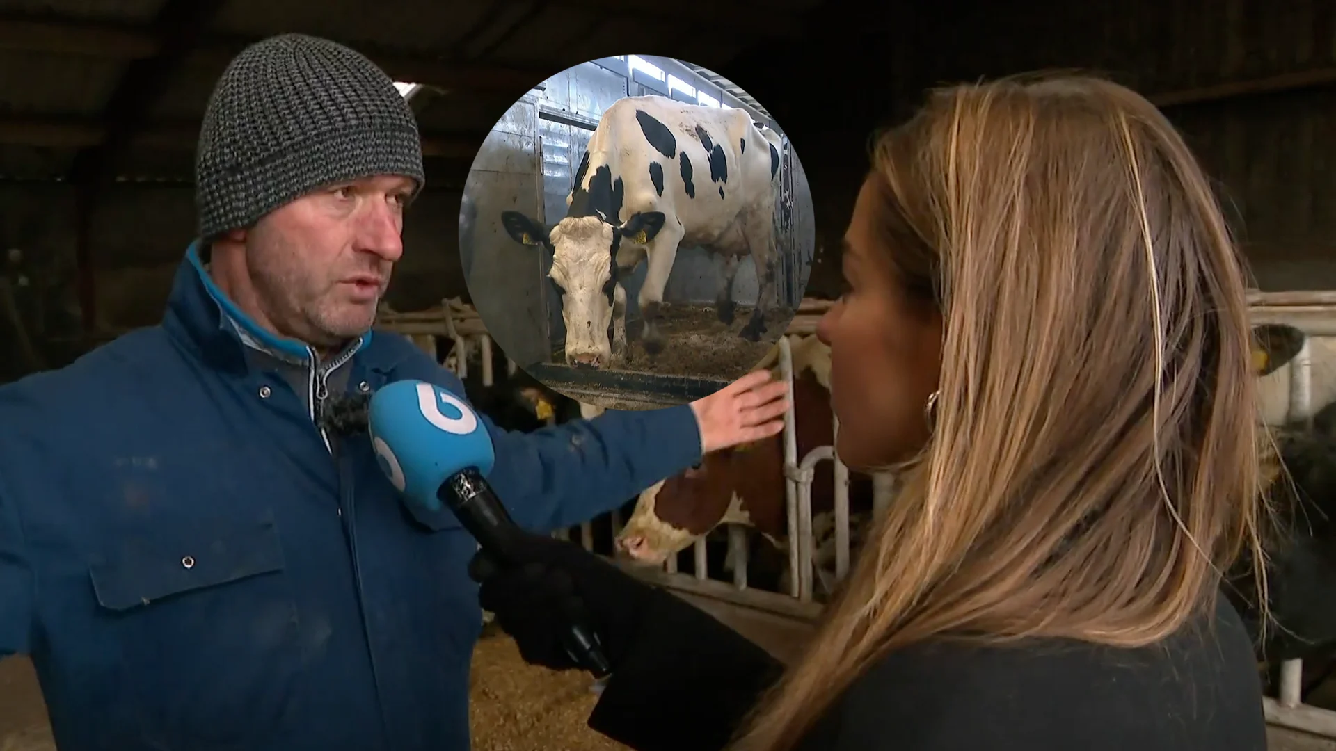 Boer Ronald: ‘Ik heb alleen koeien gekocht om uitkopen mogelijk te maken’