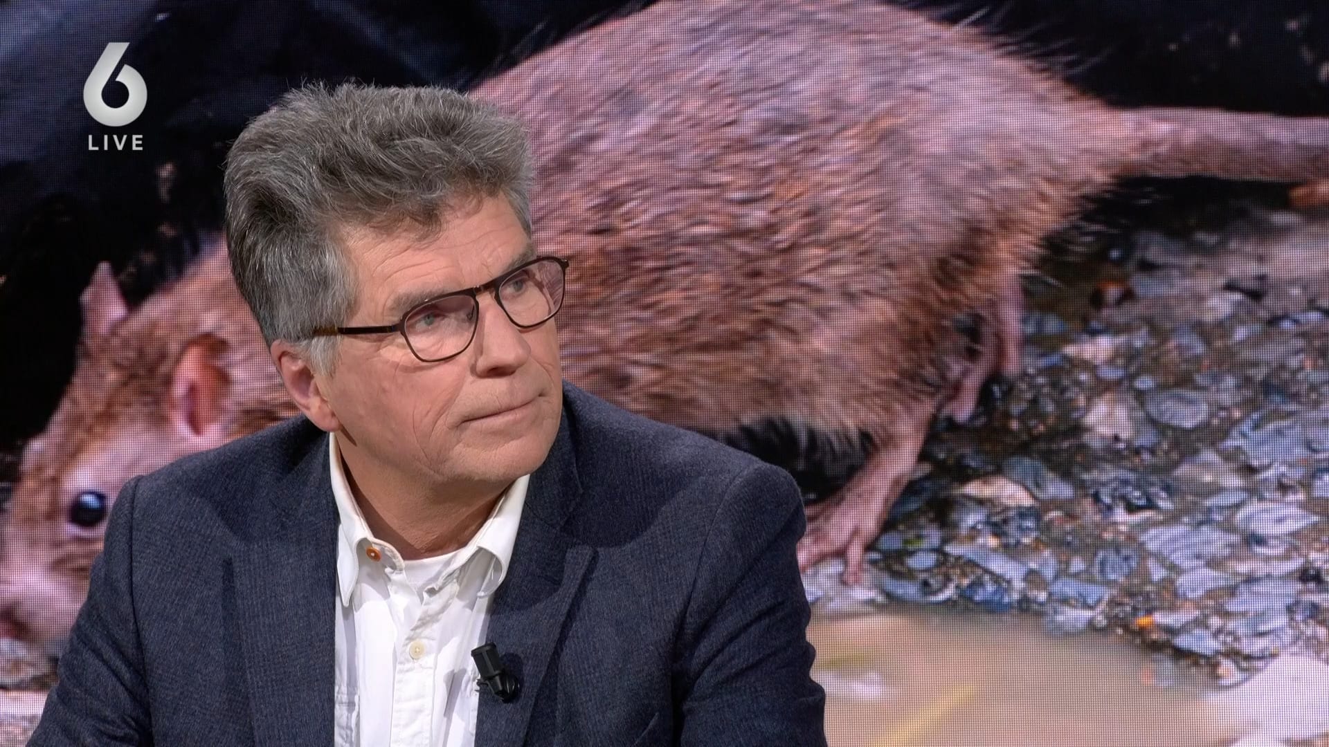 Straten geteisterd door ratten: 'We moeten nu ingrijpen'