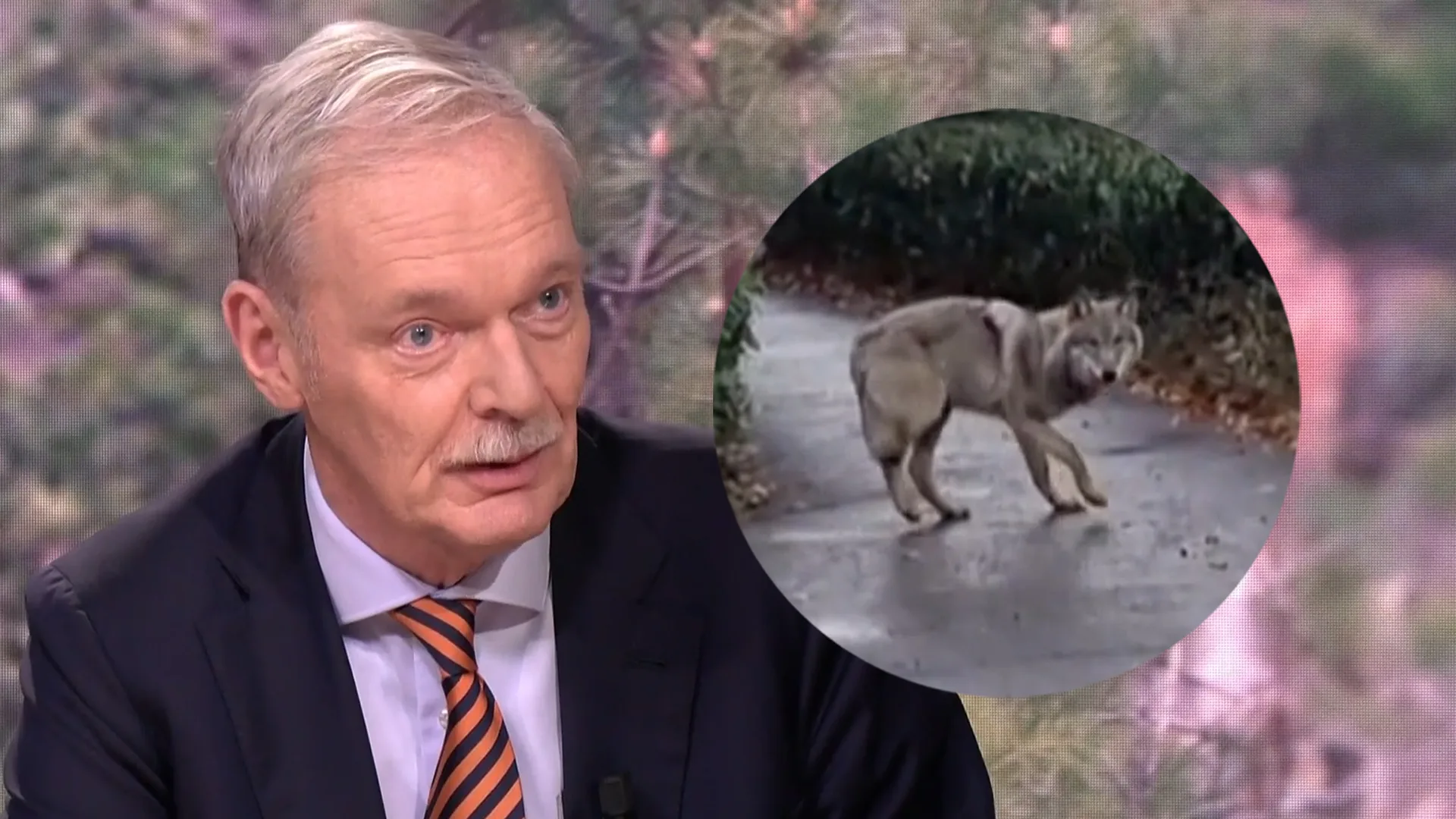 'Het is niet de vraag of, maar wanneer de wolf een kind doodbijt'