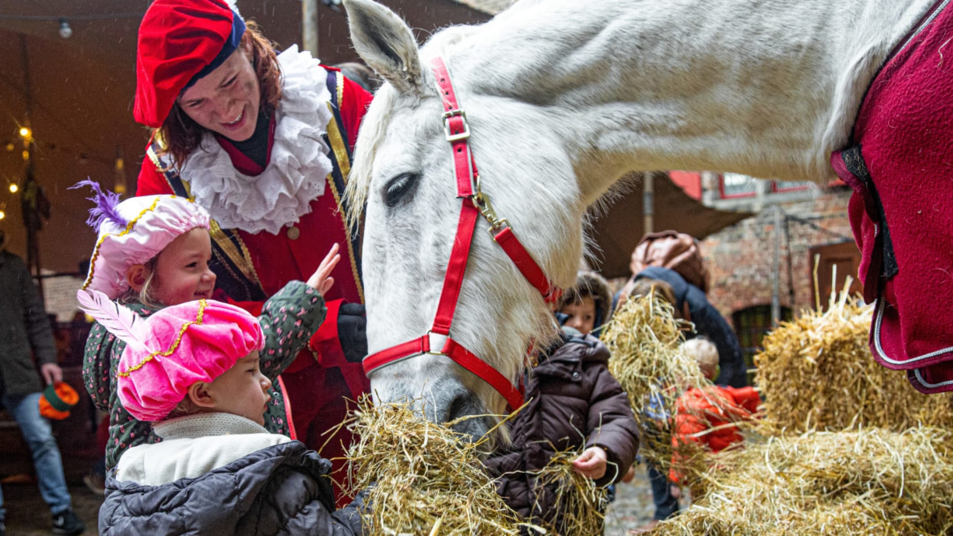 Paard van Sinterklaas overleden: 'Was een echte filmster'