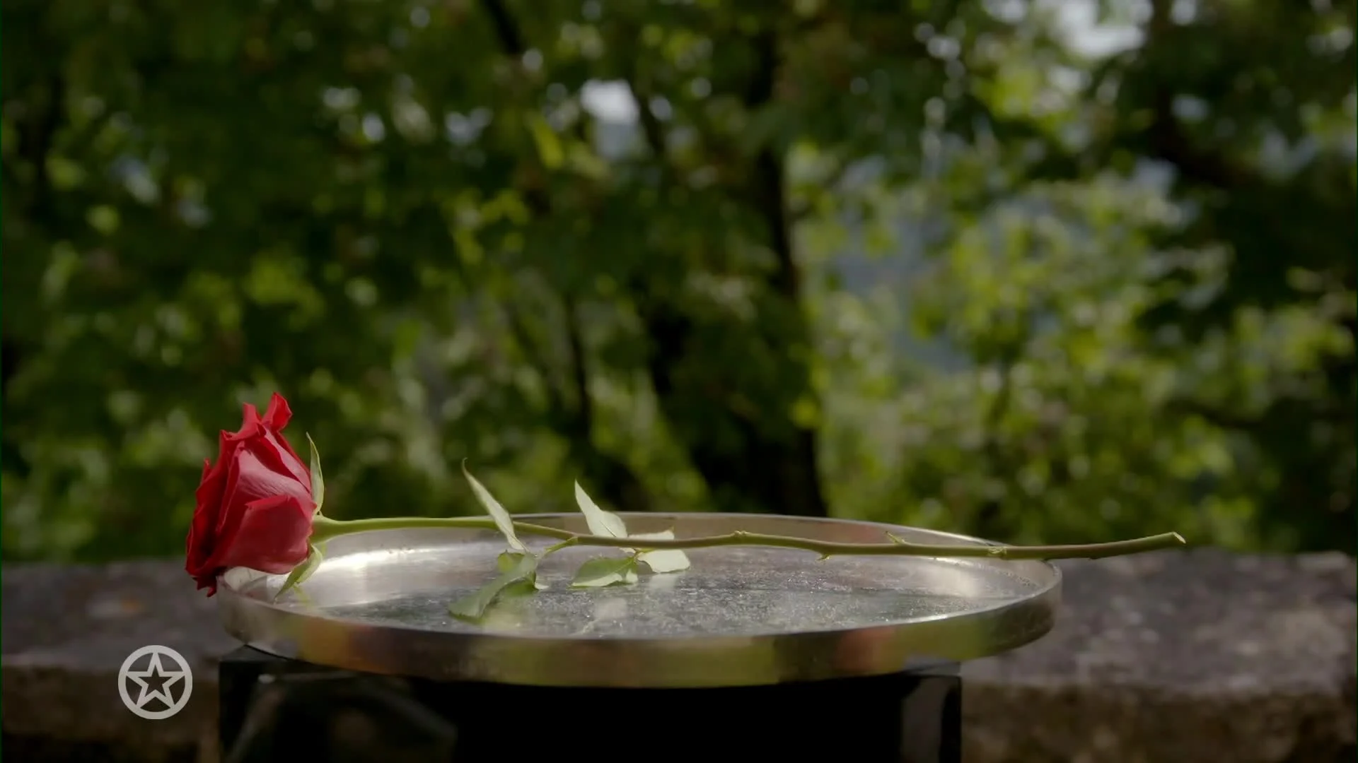 Dit is de winnares van De Bachelor