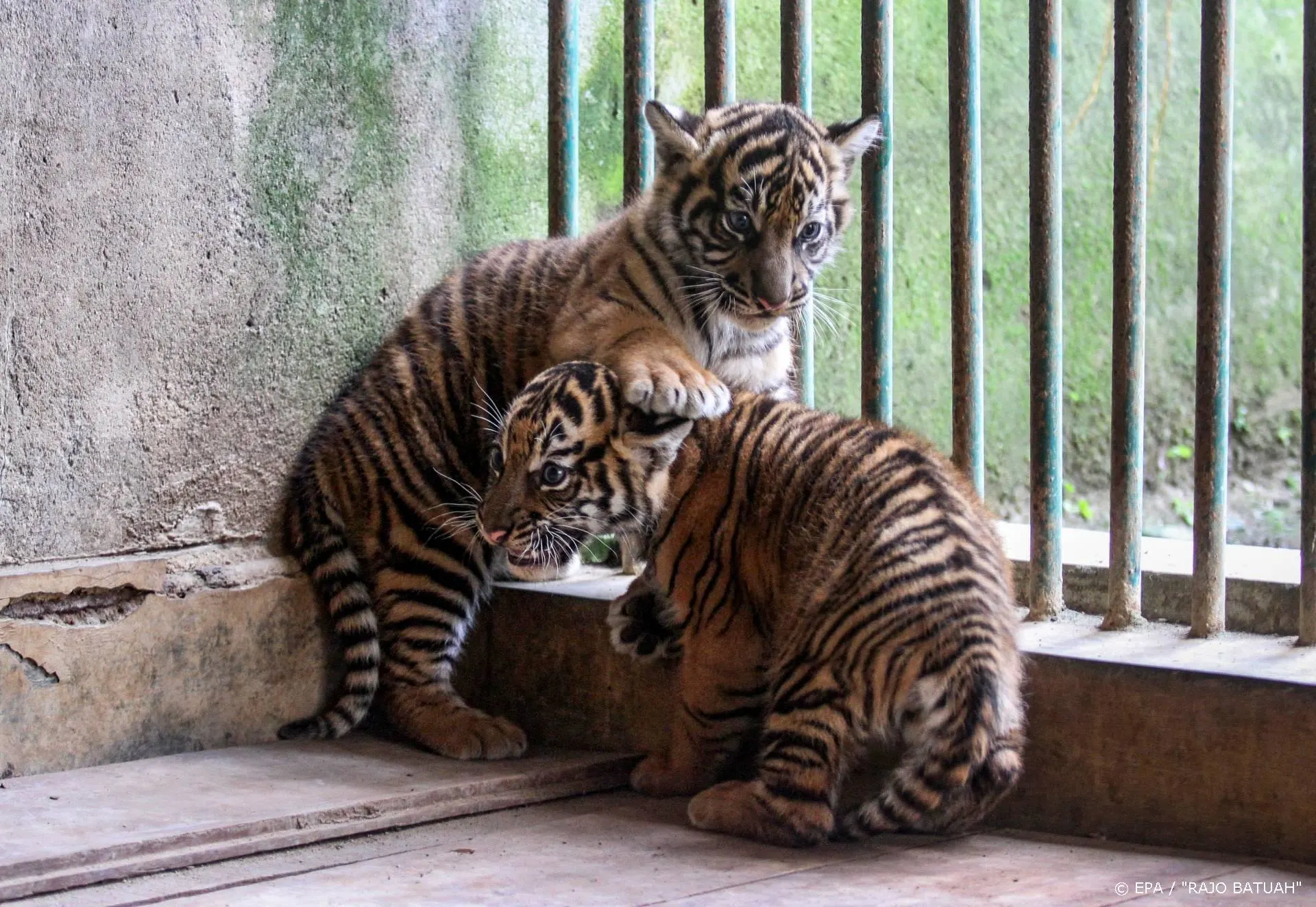 Tiger King-ster Carole Baskin verkoopt mondkapjes