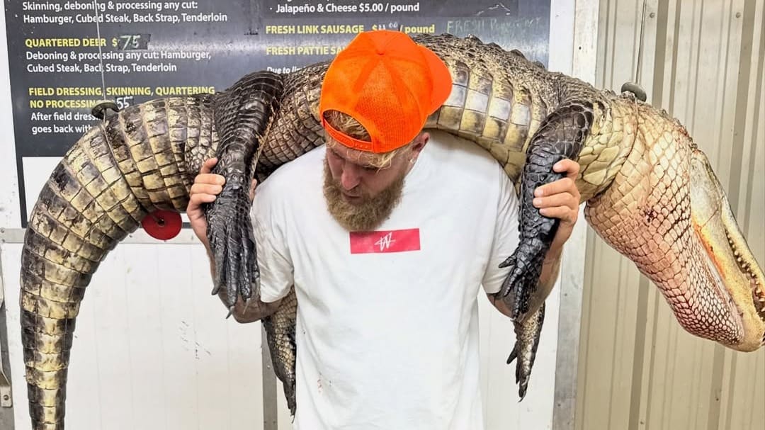 Jake Paul wekt woede na doden alligator voor boksoutfit