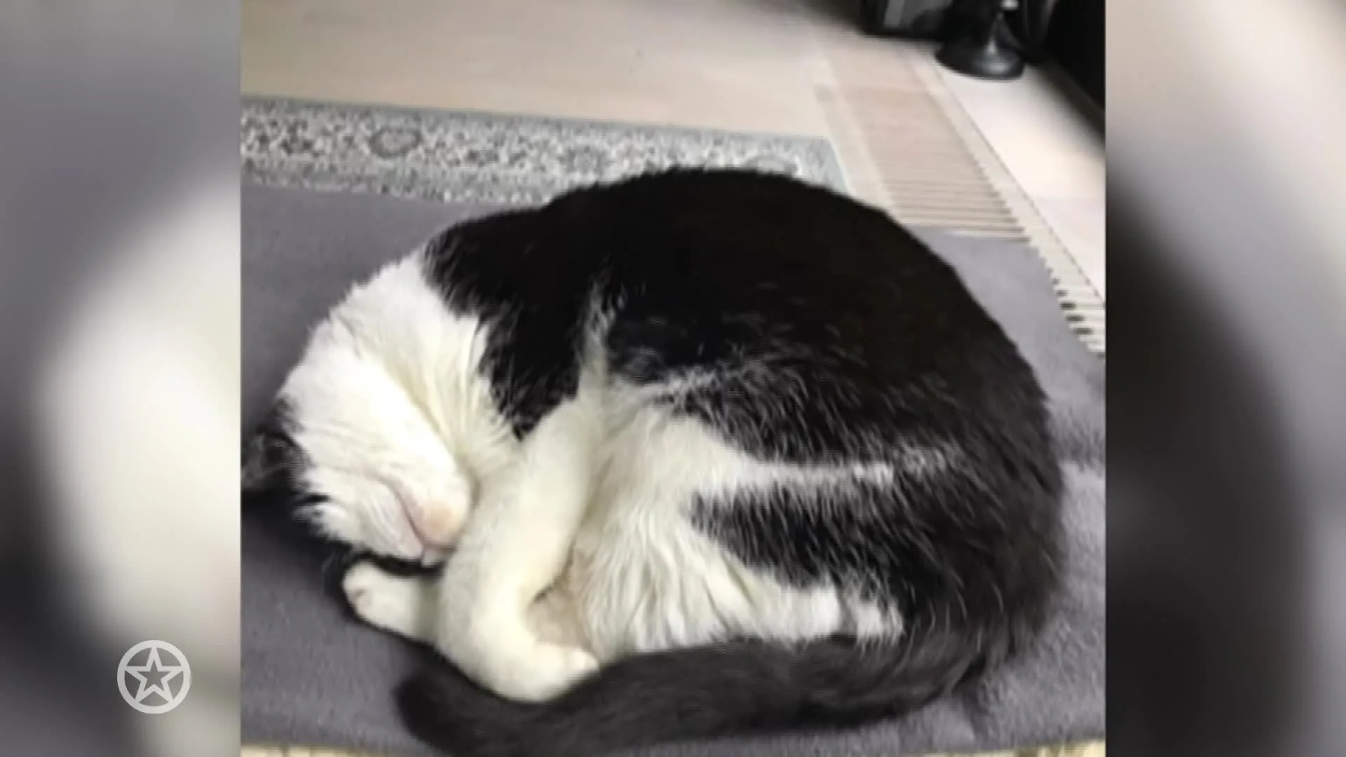 Intens verdriet voor Quinty Trustfull