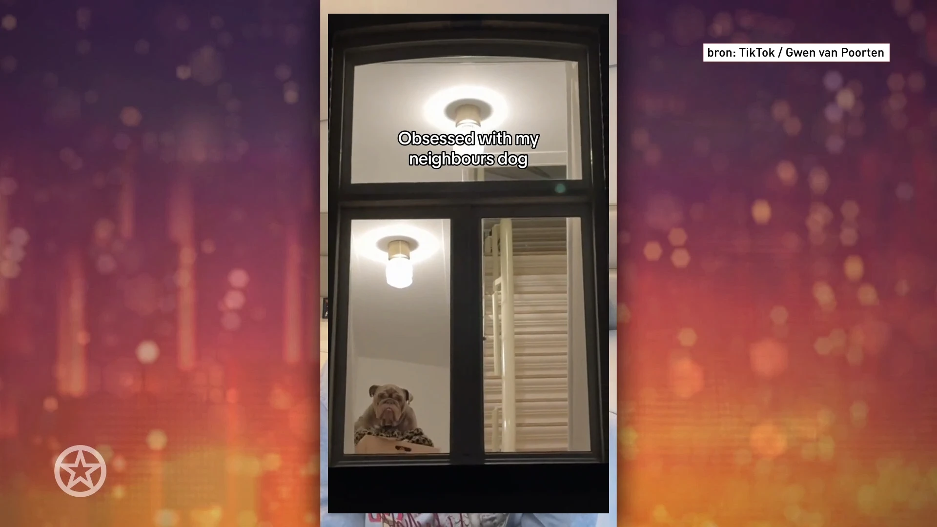 Hond Gwen van Poorten gaat viraal