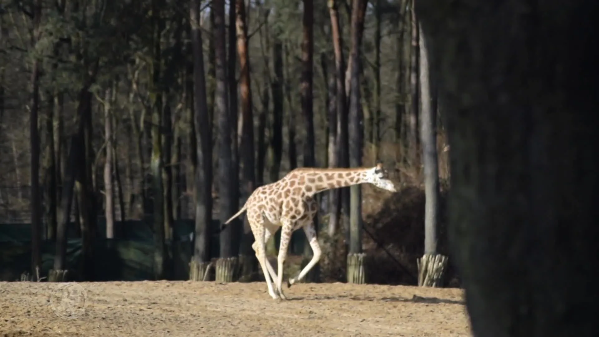 Dieren Burgers' Zoo mogen weer naar buiten na koude winterperiode
