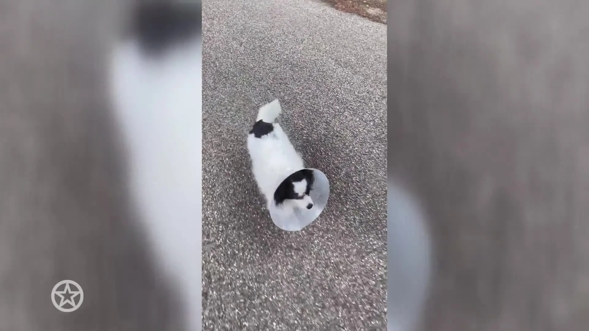 Natasja Froger deelt verdrietig nieuws over hondje Saar