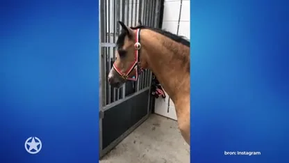 Lizzy van Dijk krijgt pony cadeau