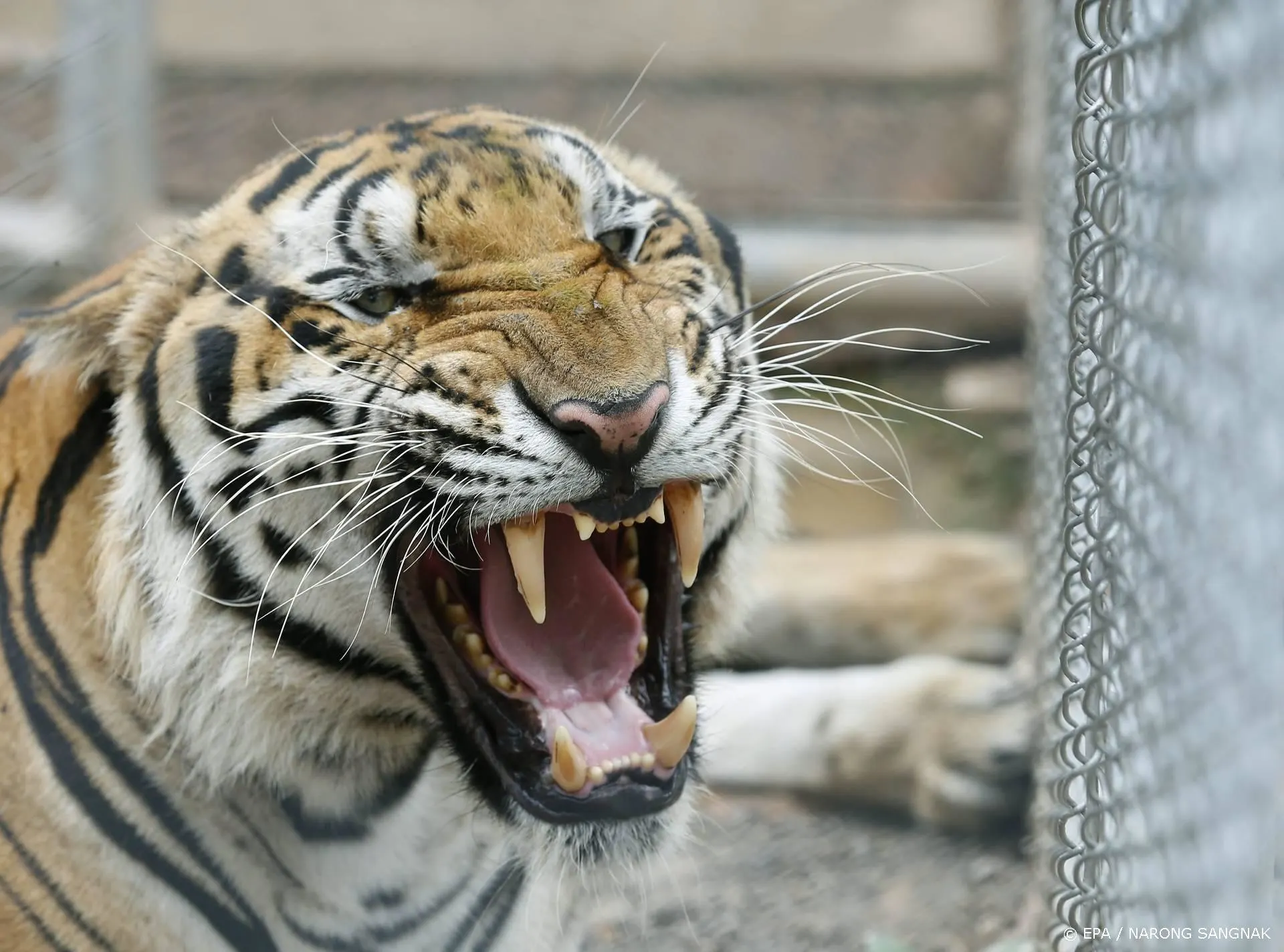 Joe Exotic vraagt Trump opnieuw om gratie