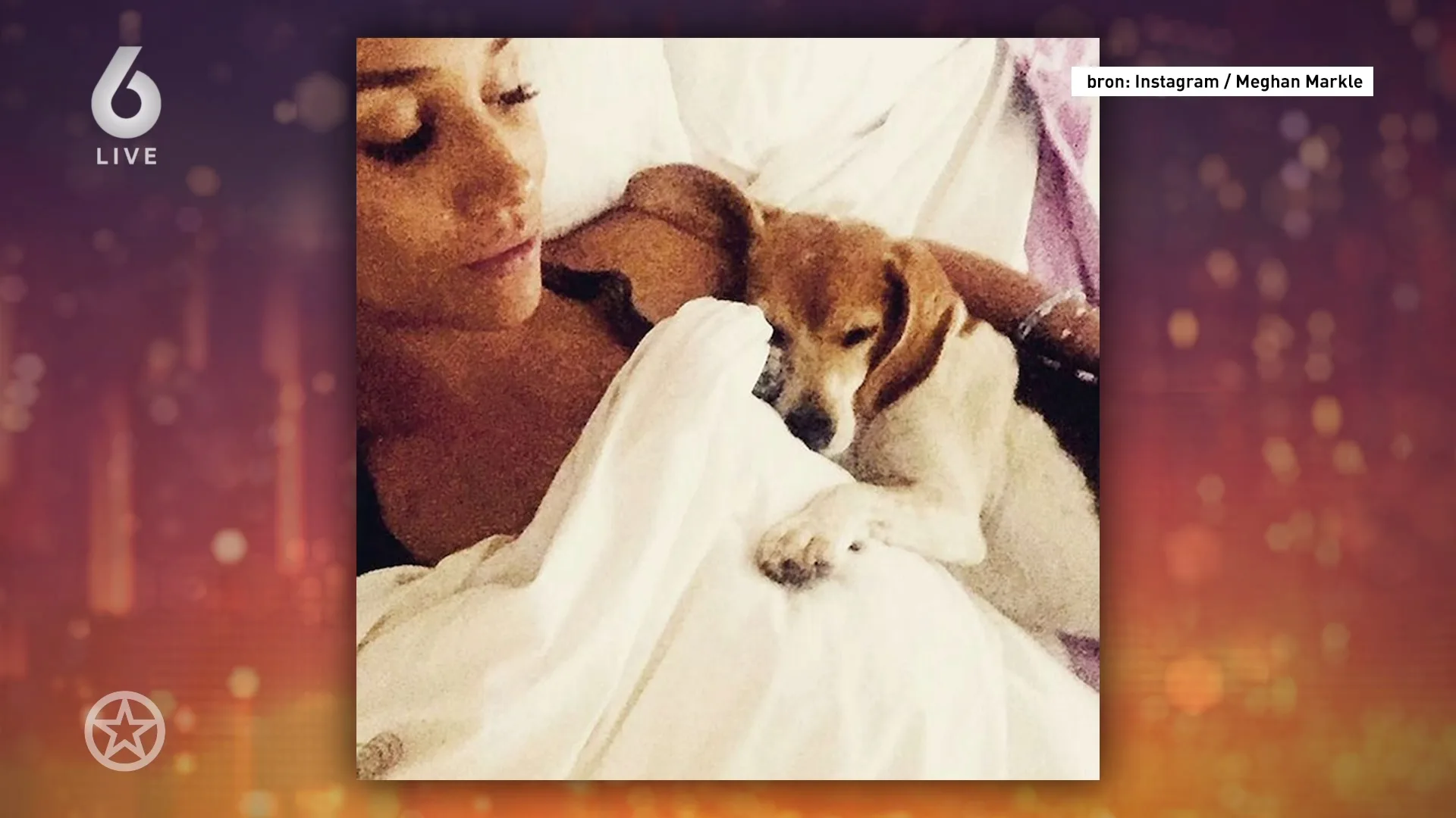 Hondje Meghan Markle overleden