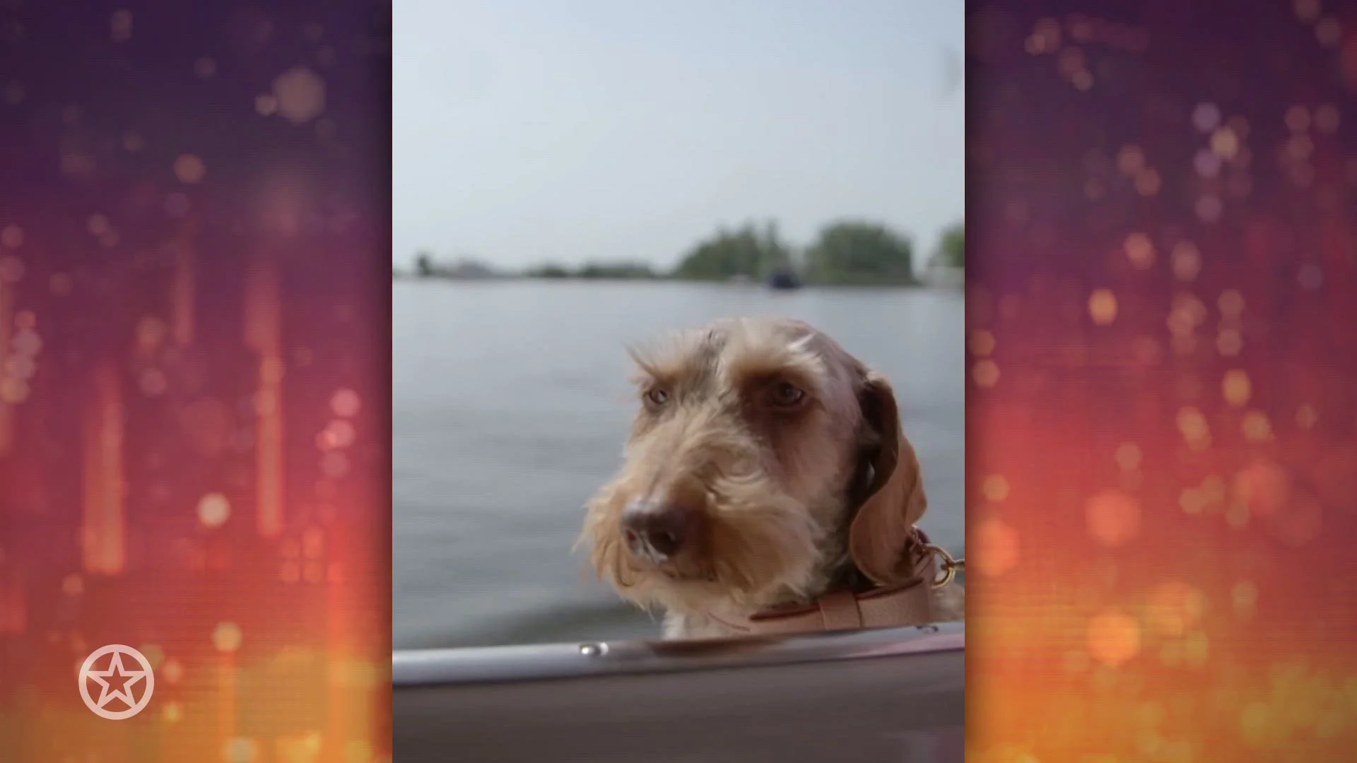 Eerbetoon aan Nhaan, overleden hondje Janny van der Heijden