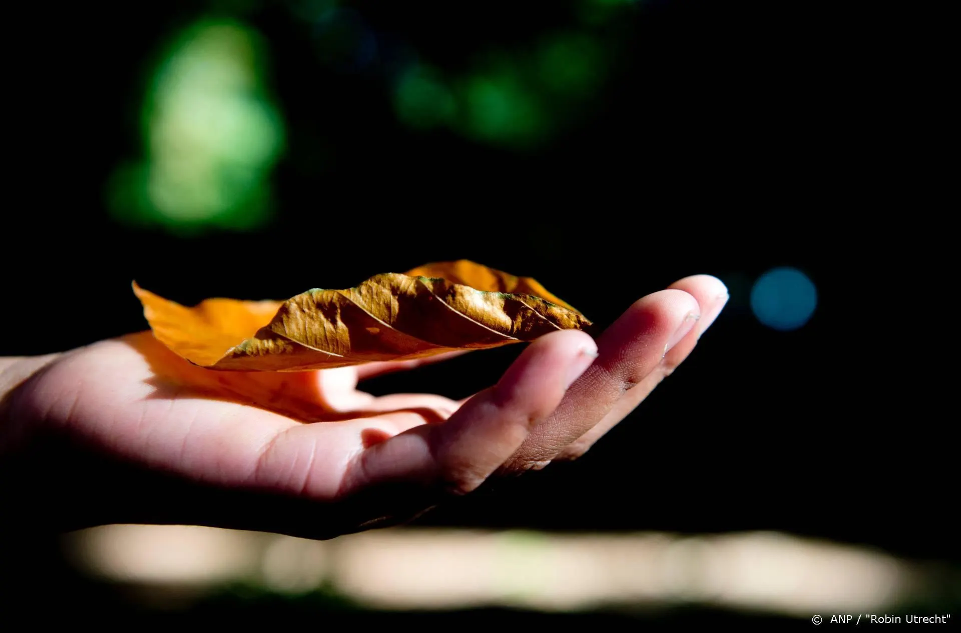 Sex and the City-actrice Lynn Cohen (86) overleden