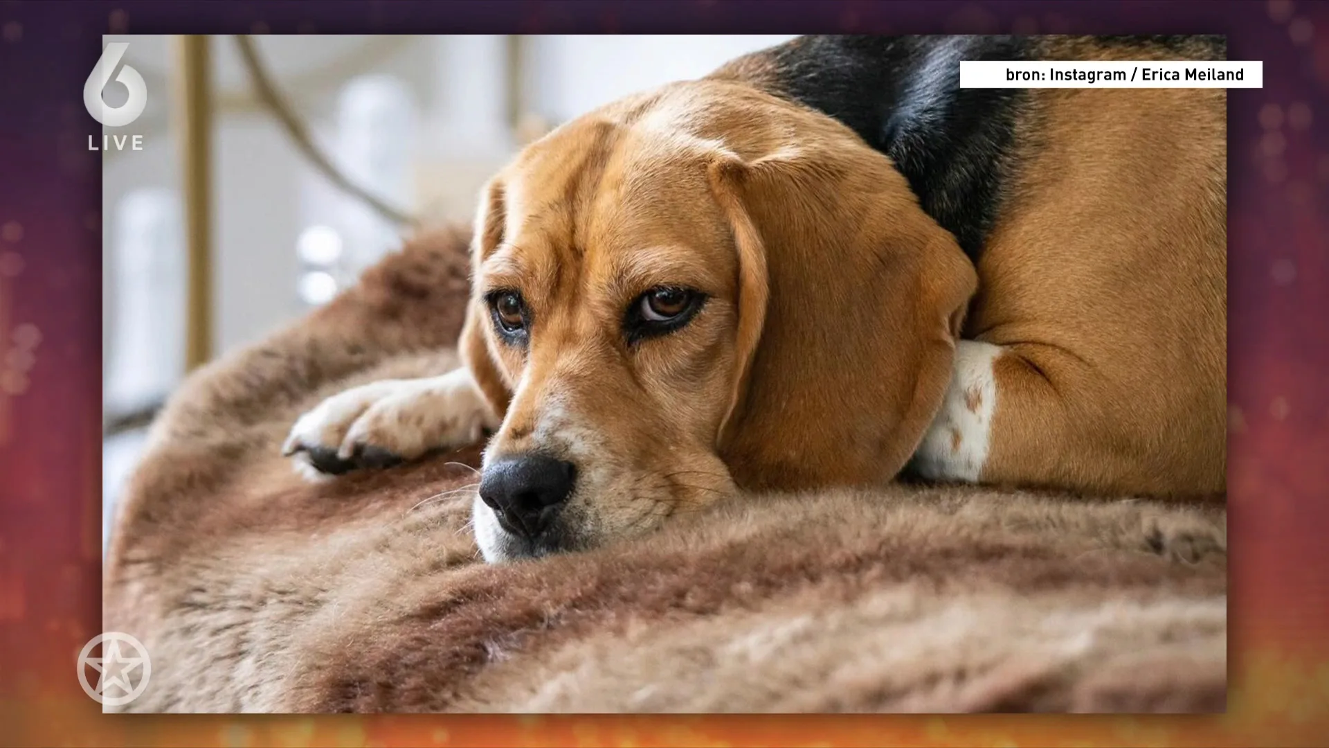 Erica Meiland deelt droevige nieuws dat hondje Babs is ingeslapen