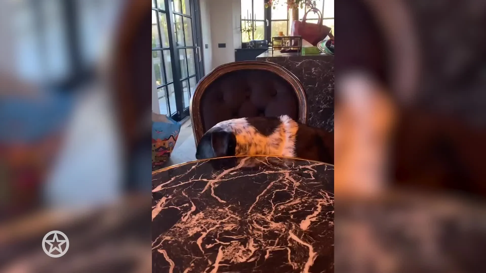 Maxime Meiland deelt hilarisch dierendag filmpje