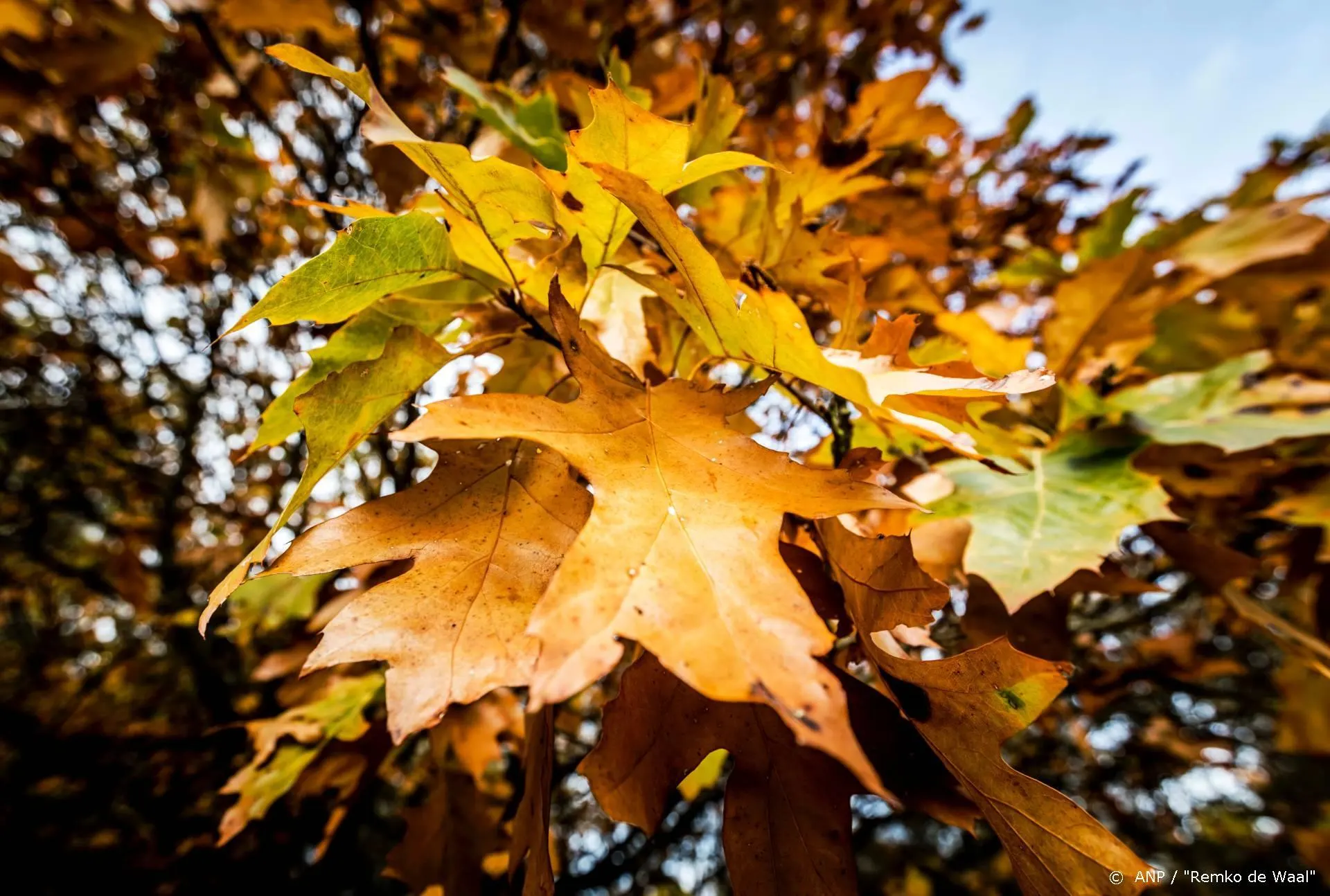 Belgische stripmaker André-Paul Duchâteau (Rik Ringers) overleden