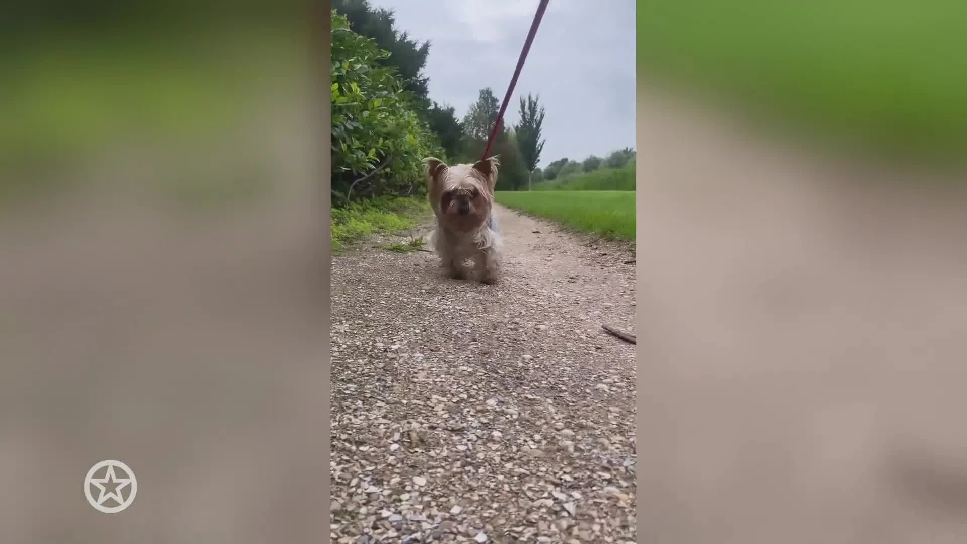 Hondje Bobbi Eden overleden