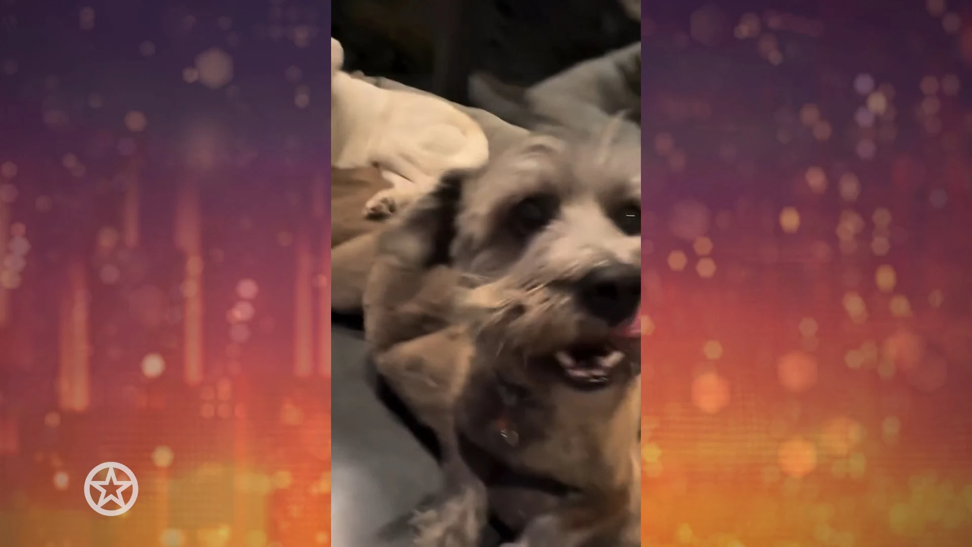 De hondjes van Jennifer Aniston