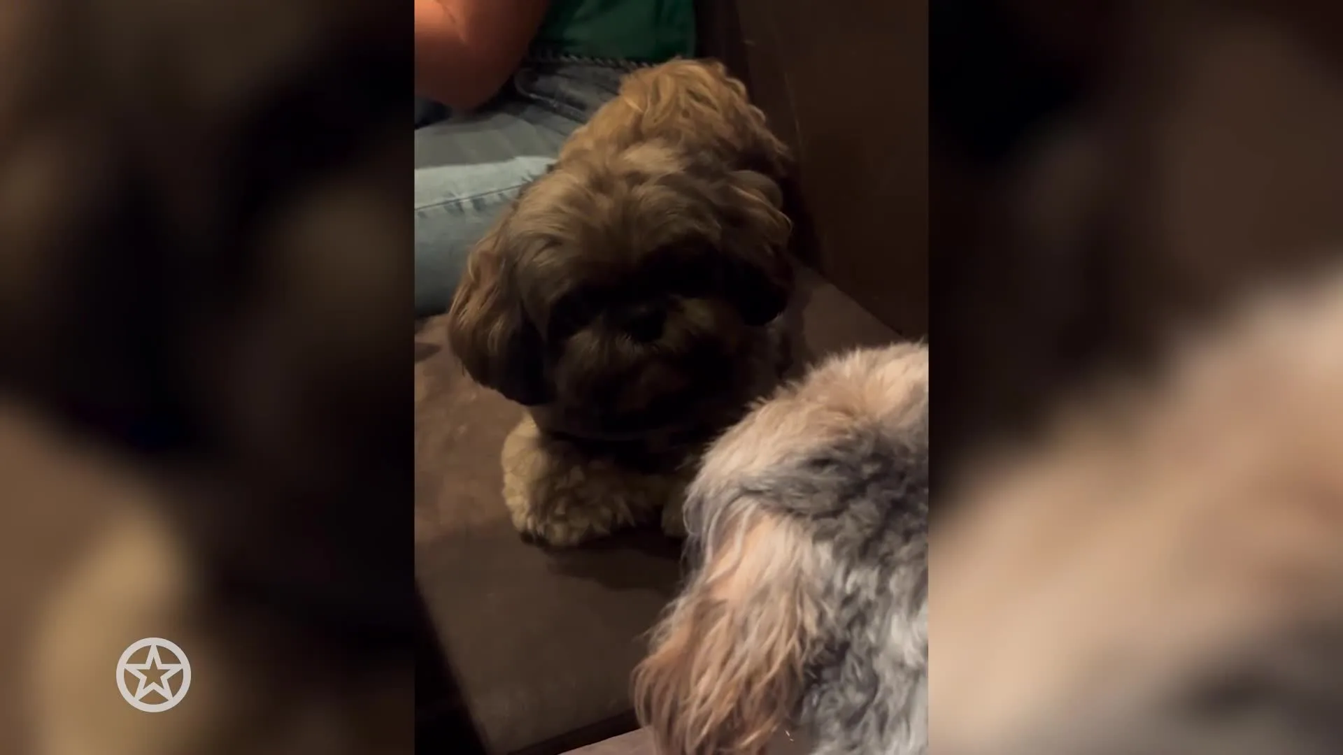 Nicolette van Dam viert dierendag