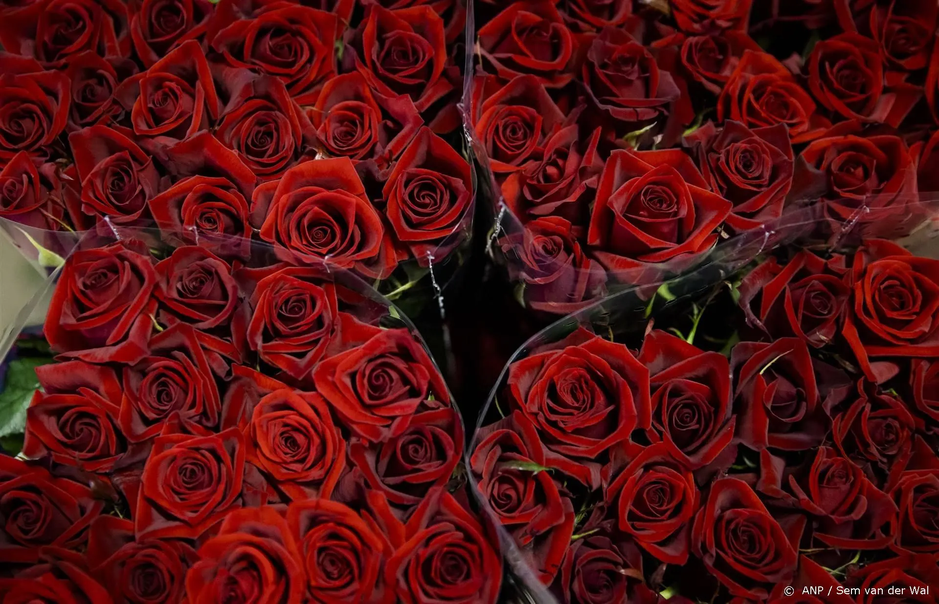 Heftig: Bachelor-deelneemster (31) overleden