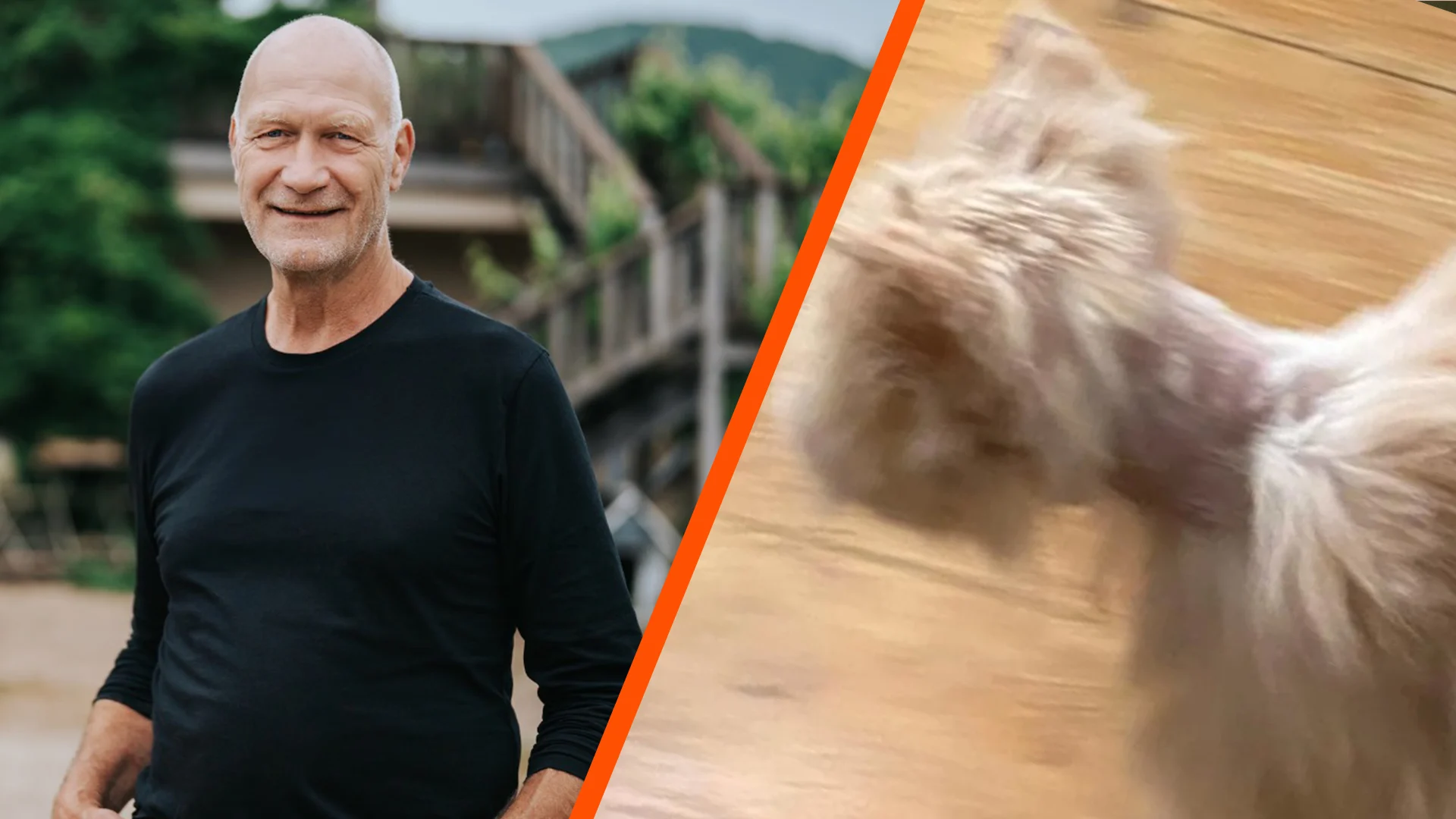 Dít is er aan de hand met de kat van B&B Vol Liefde-Rob