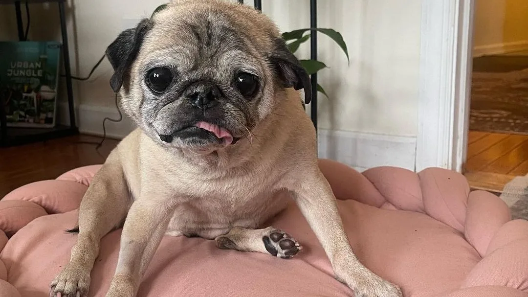 Beroemde TikTok-mopshond Noodle overleden