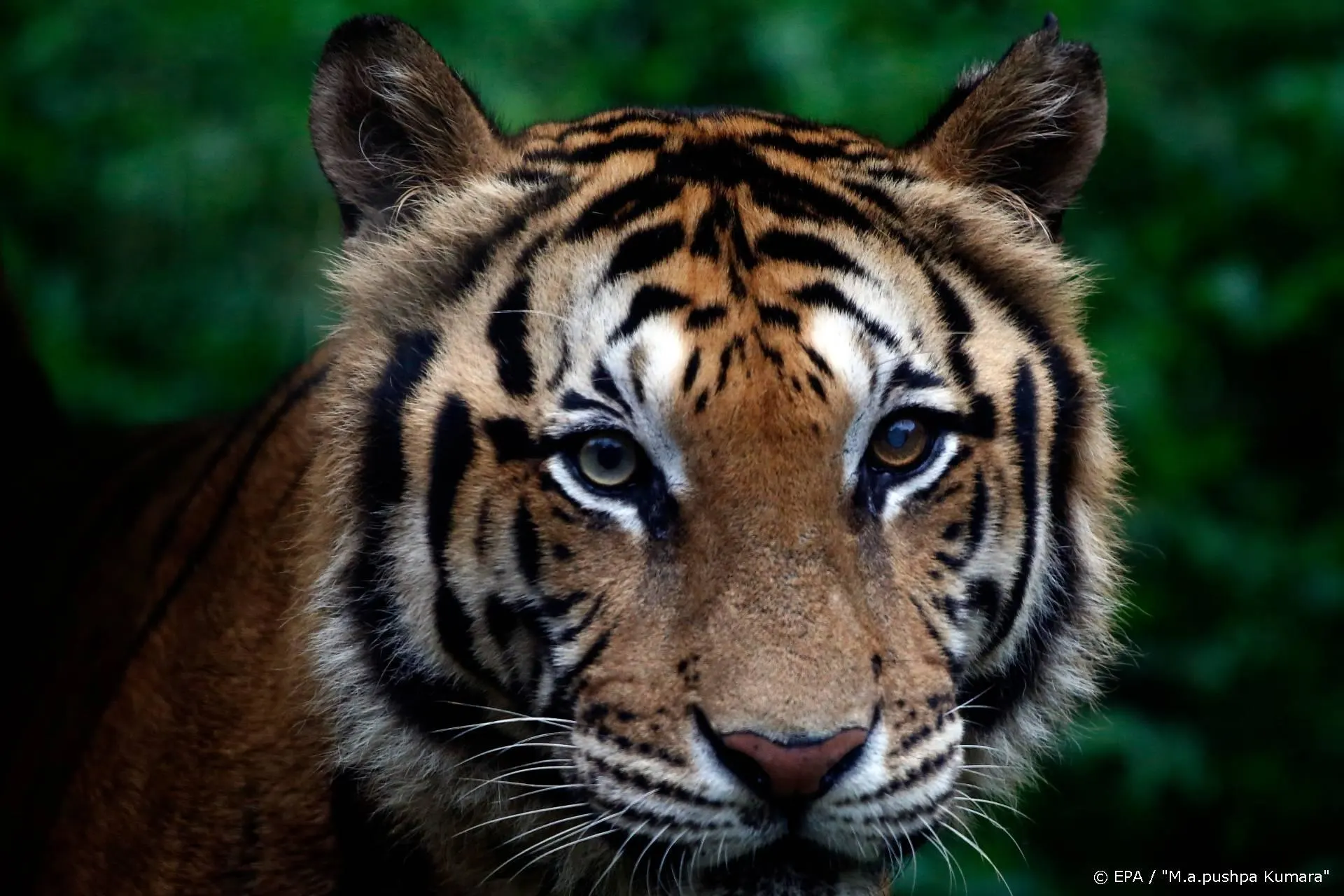 PETA: gebruik geen echte tijgers in Tiger King-serie