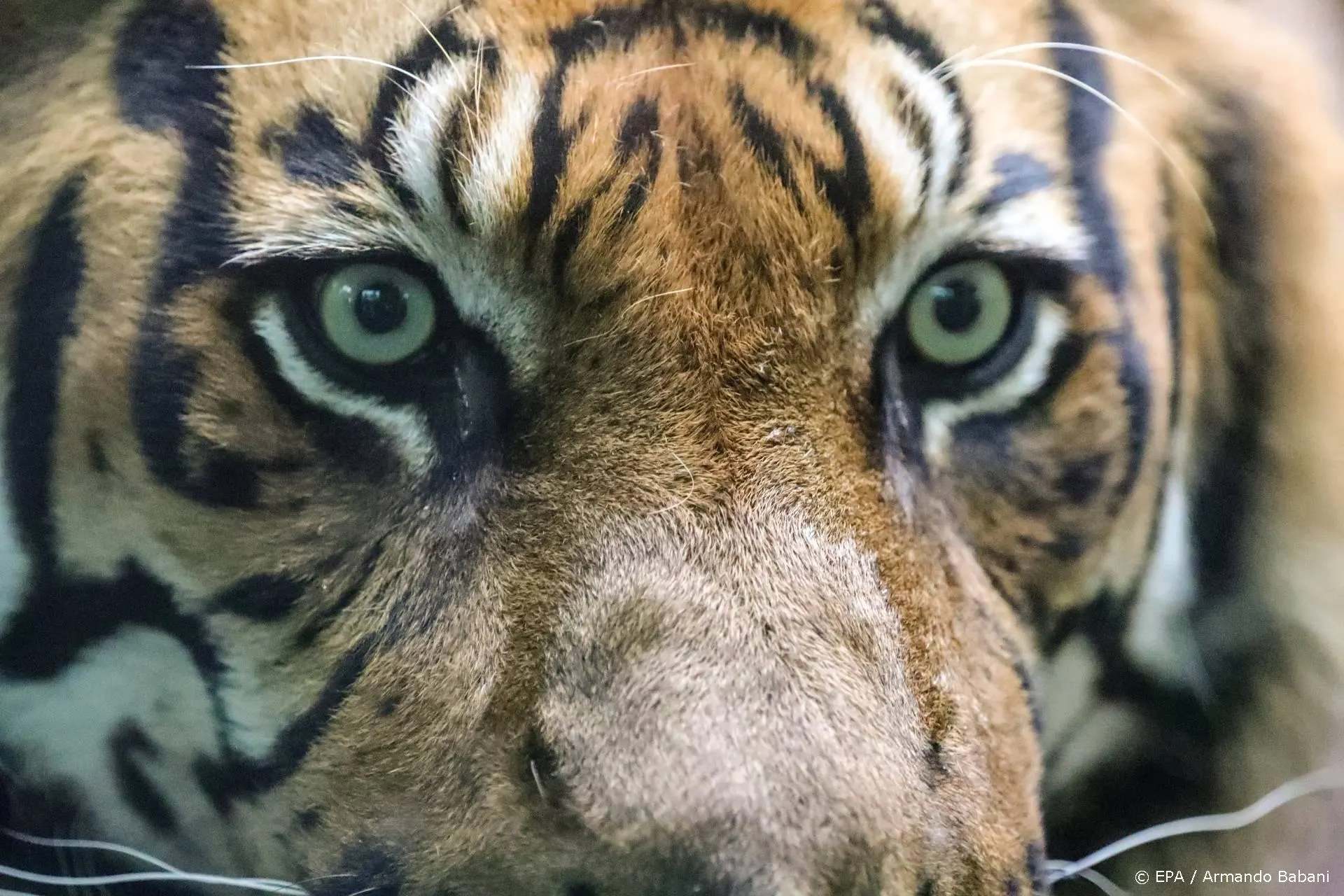 Dierenverzorger uit Netflix-hit Tiger King dood gevonden