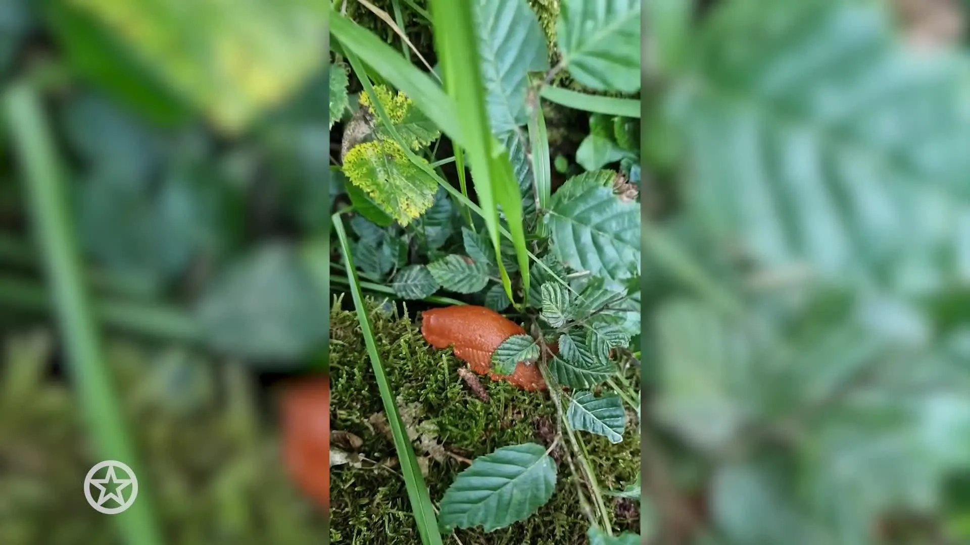 B&B Vol Liefde-deelnemer Walter