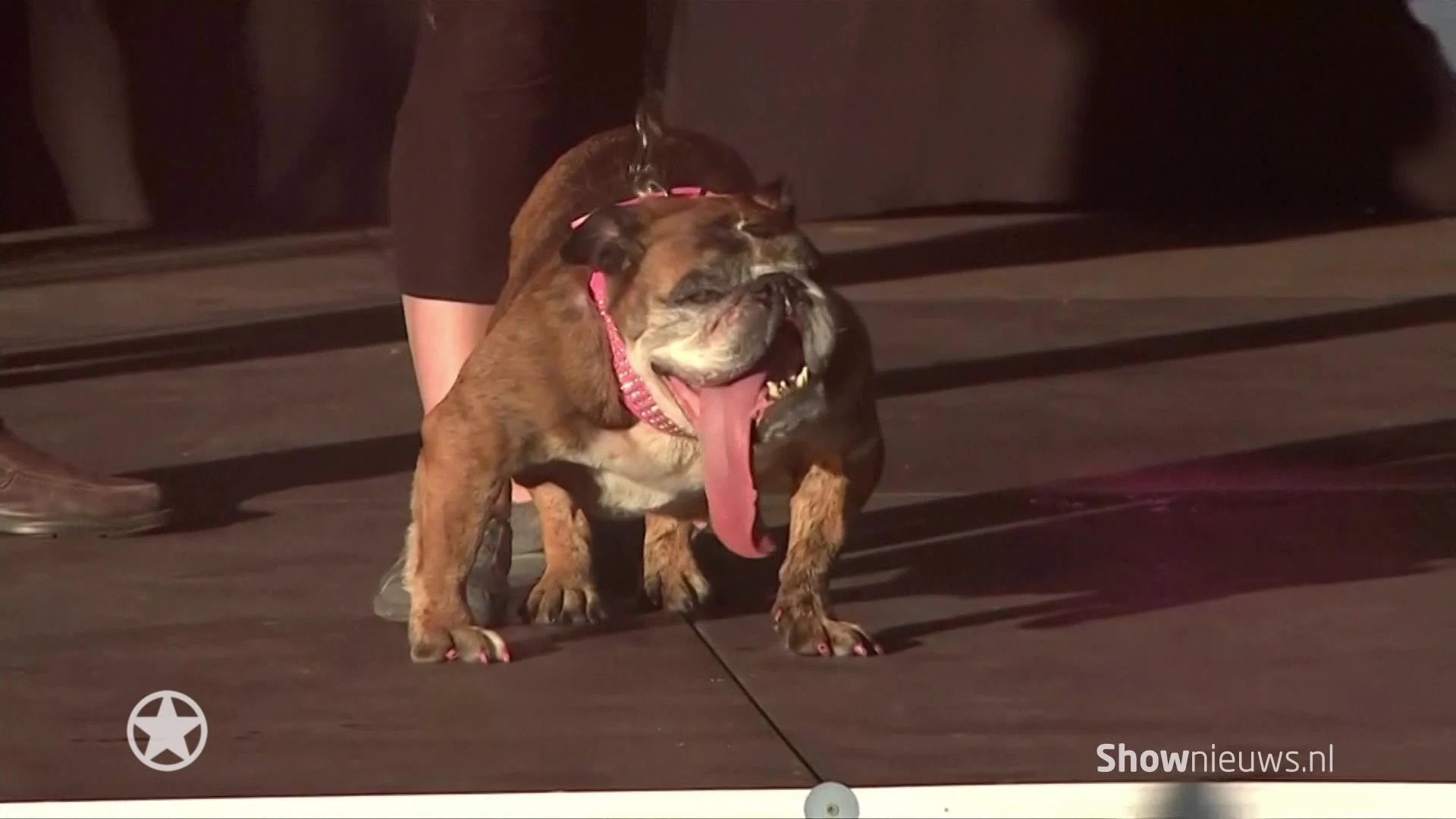 Dit is de lelijkste hond ter wereld