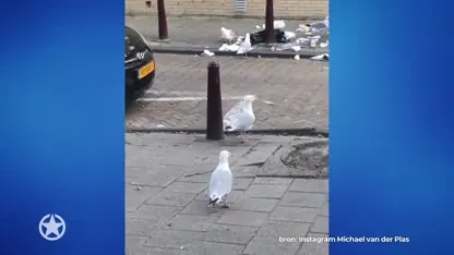 Michael van der Plas woest!