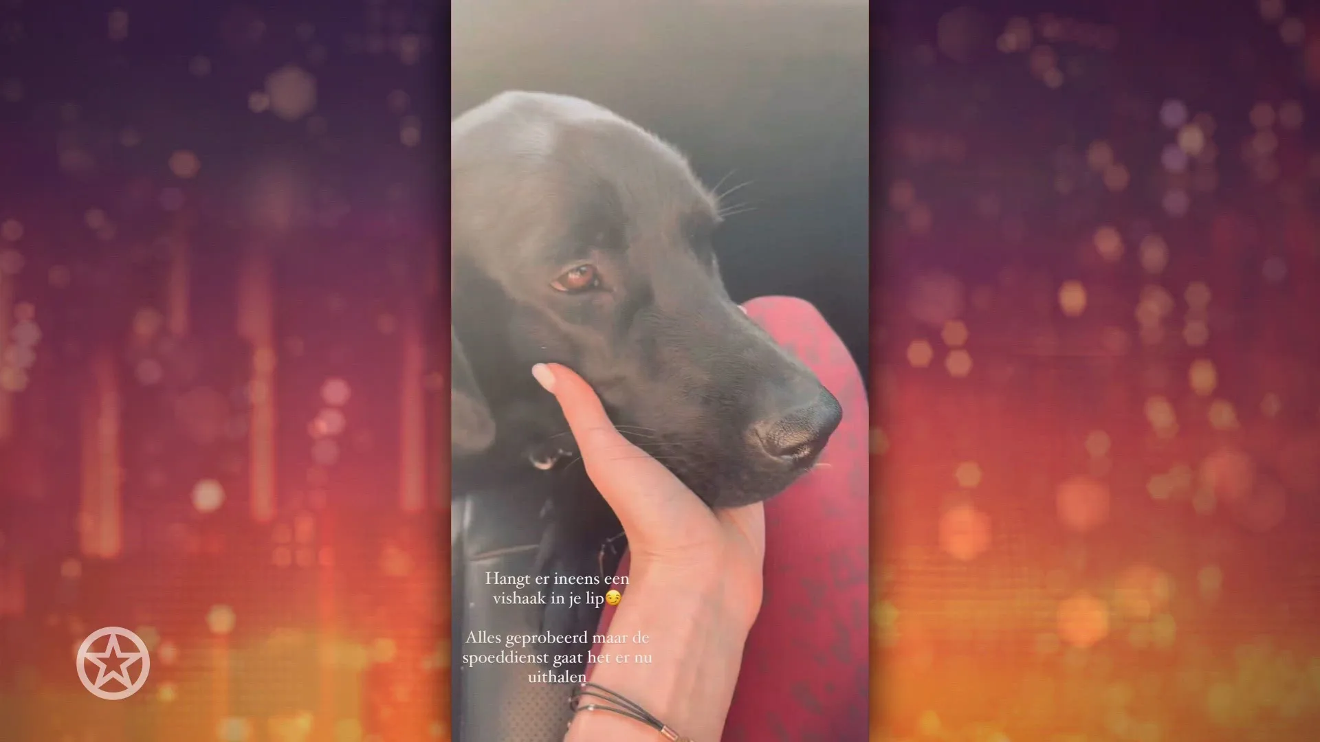 Hond Xander en Sophie de Buisonjé met spoed naar dierenarts