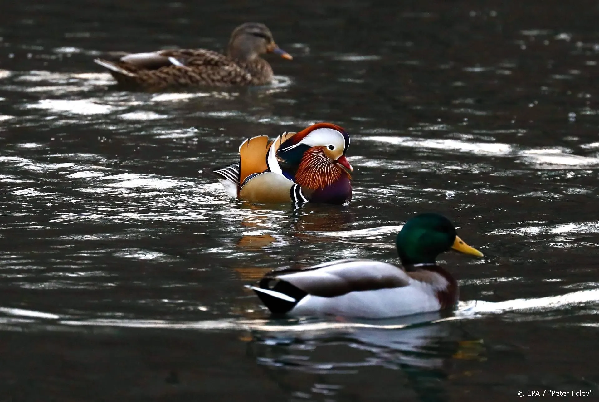 Bette Midler schrijft kinderboek over beroemde mandarijneend