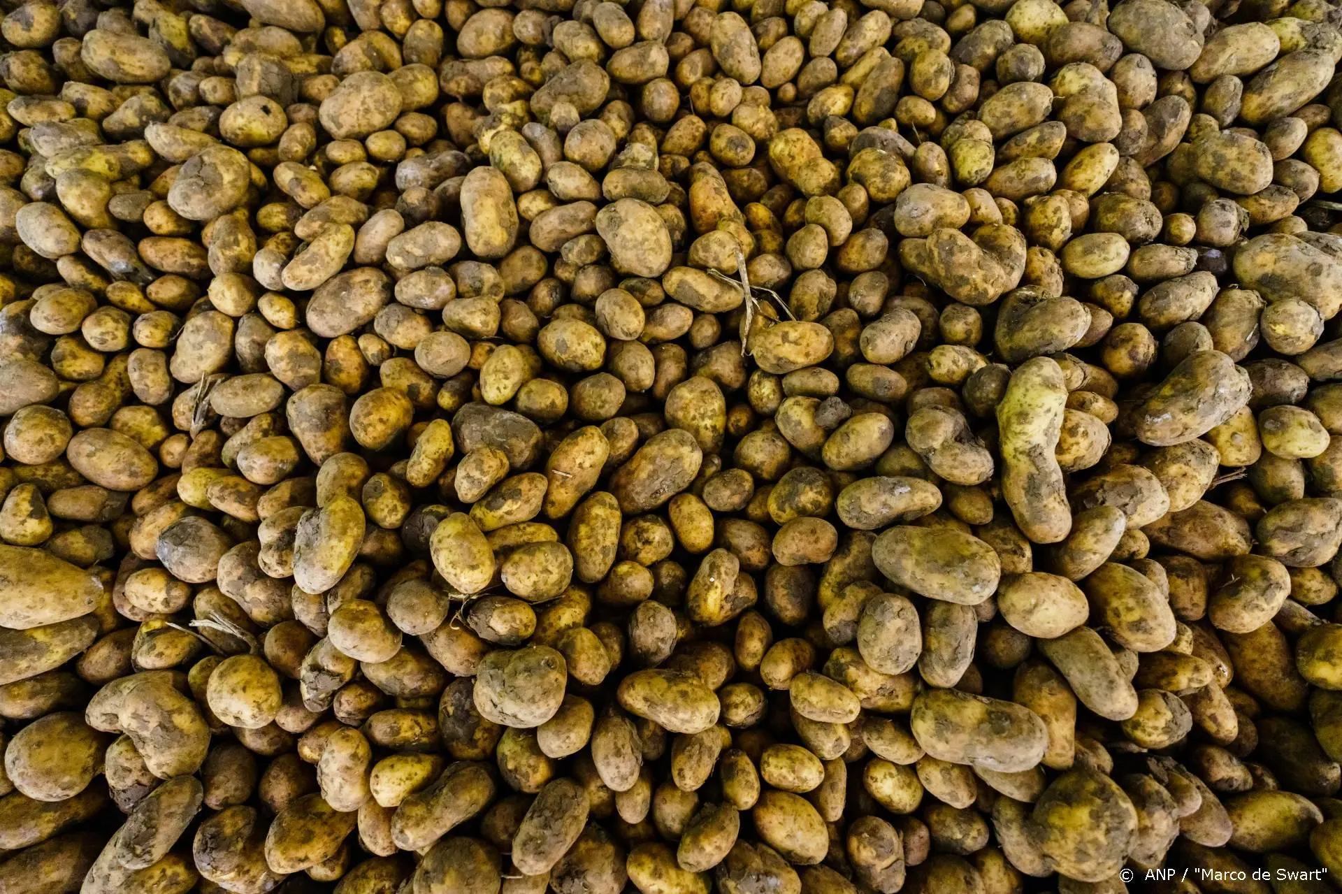 Keuringsdienst van Waarde maakt desinfectiespray van aardappelen