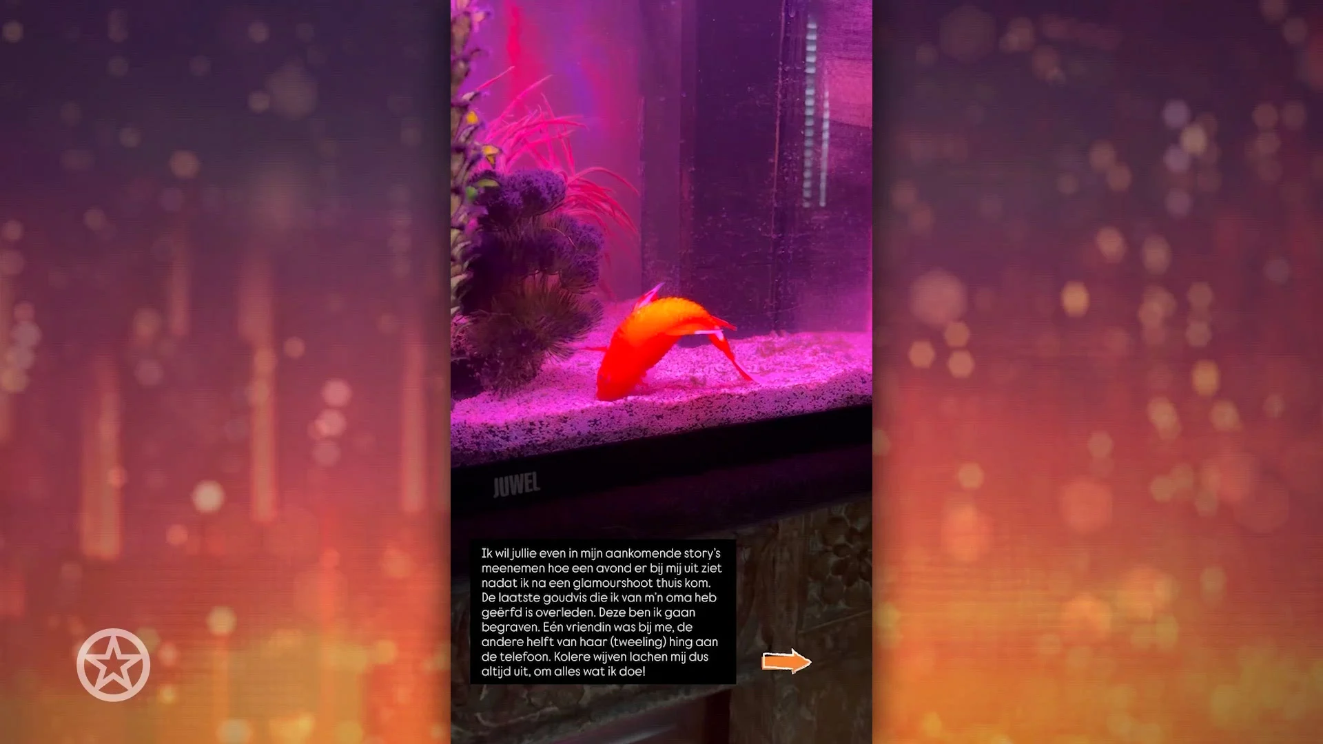 Goudvis van Monique Westenberg overleden