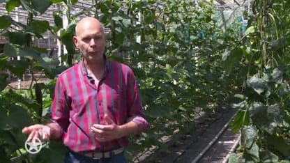 BzV-boer Willem heeft het hartstikke druk met zijn komkommers