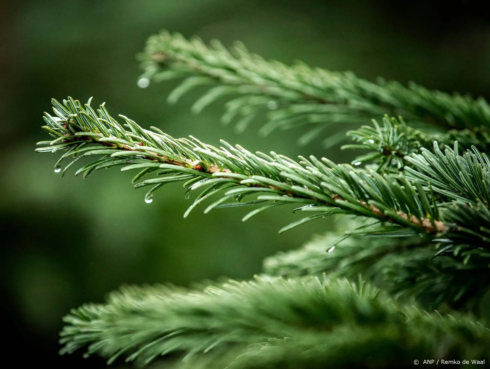 Home Alone 2-actrice Brenda Fricker: kerst kan best donker zijn
