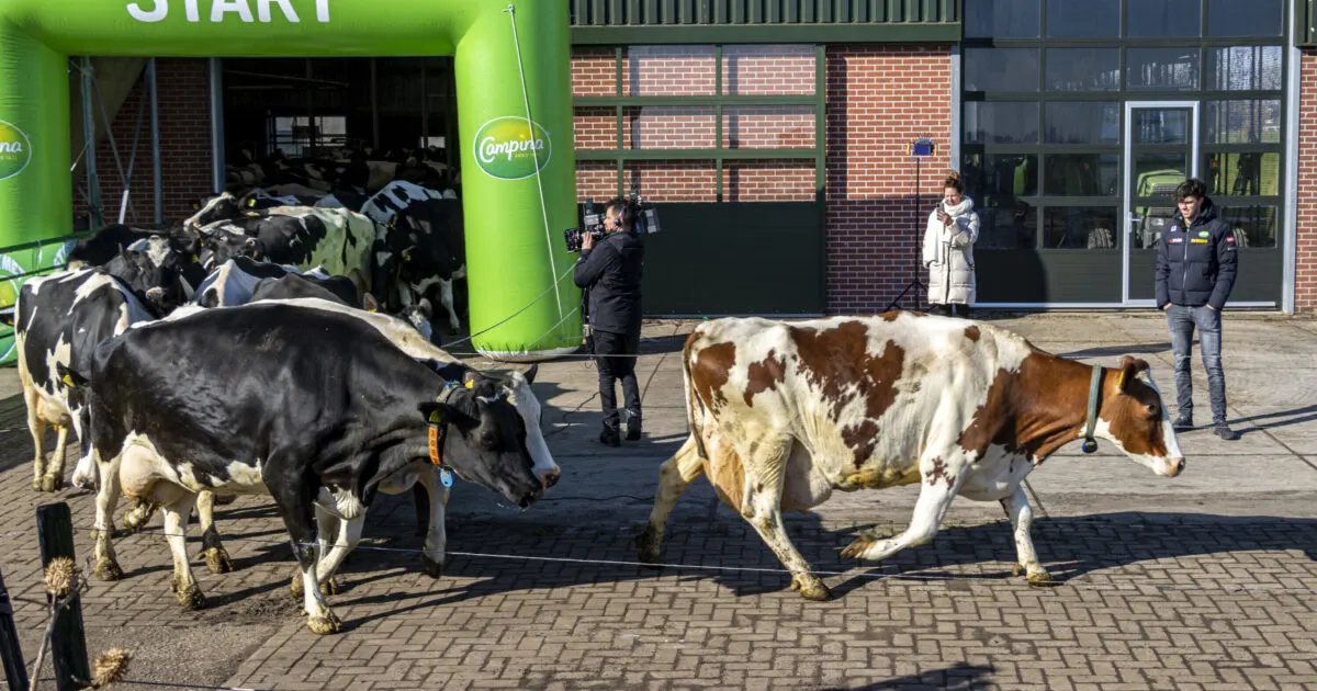 Patrick Roest laat de koeien in de wei