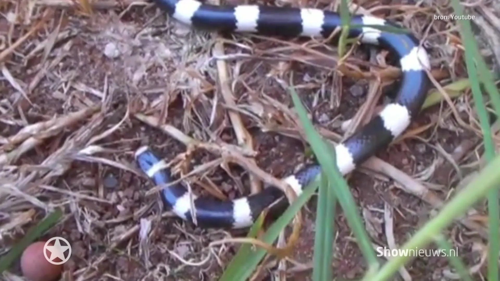 Freek ontdekt nieuwe slangensoort