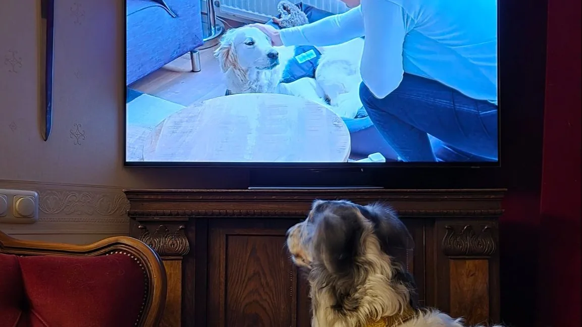 Kijkers enorm geraakt door opdracht in HPP: 'Zit met tranen hier'