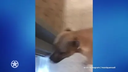 Kleine André en Monique weer herenigd met hond