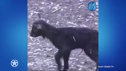 Fantastisch babynieuws in Utopia!