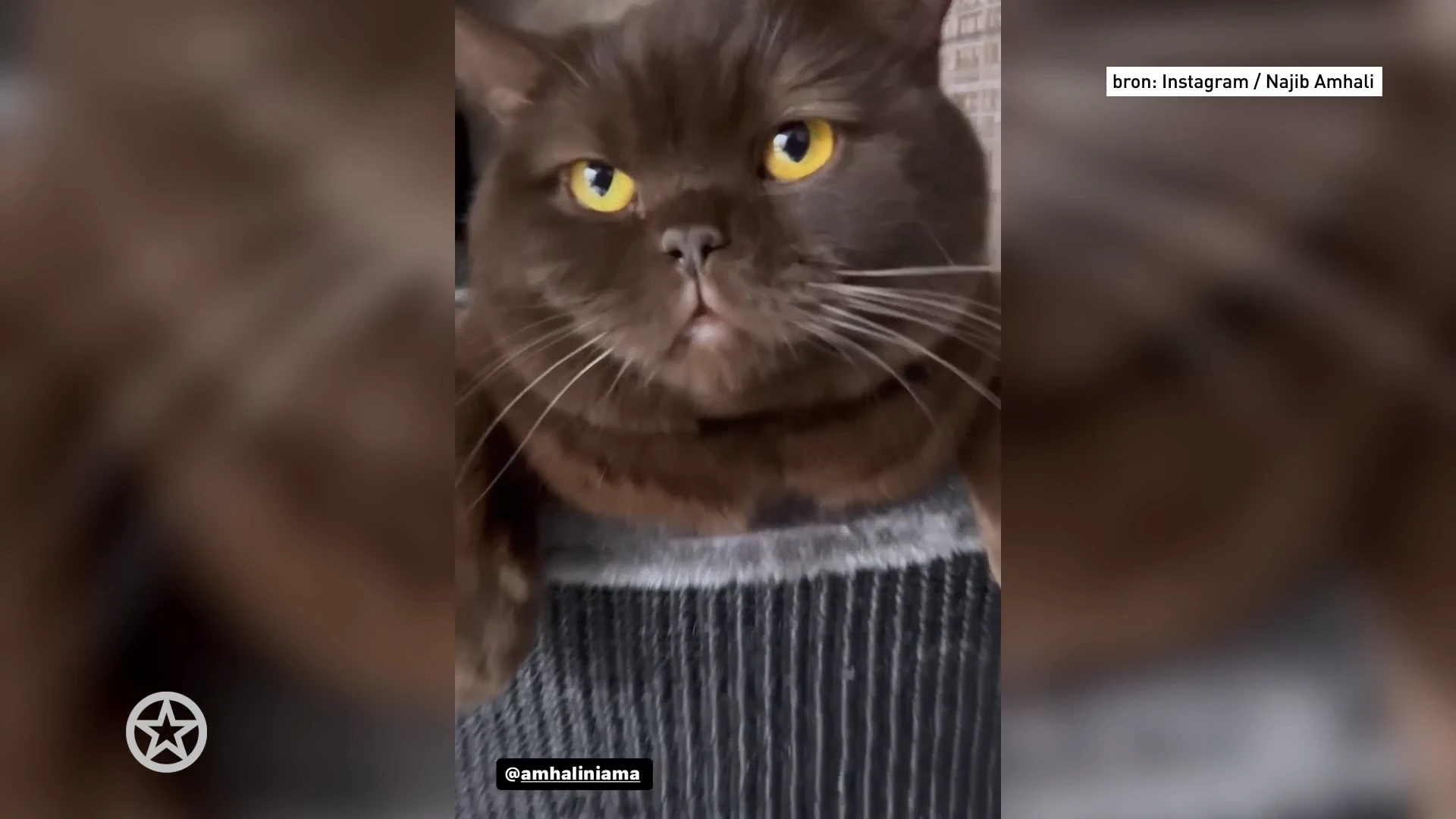 Najib Amhali treurt om arrogante houding kat