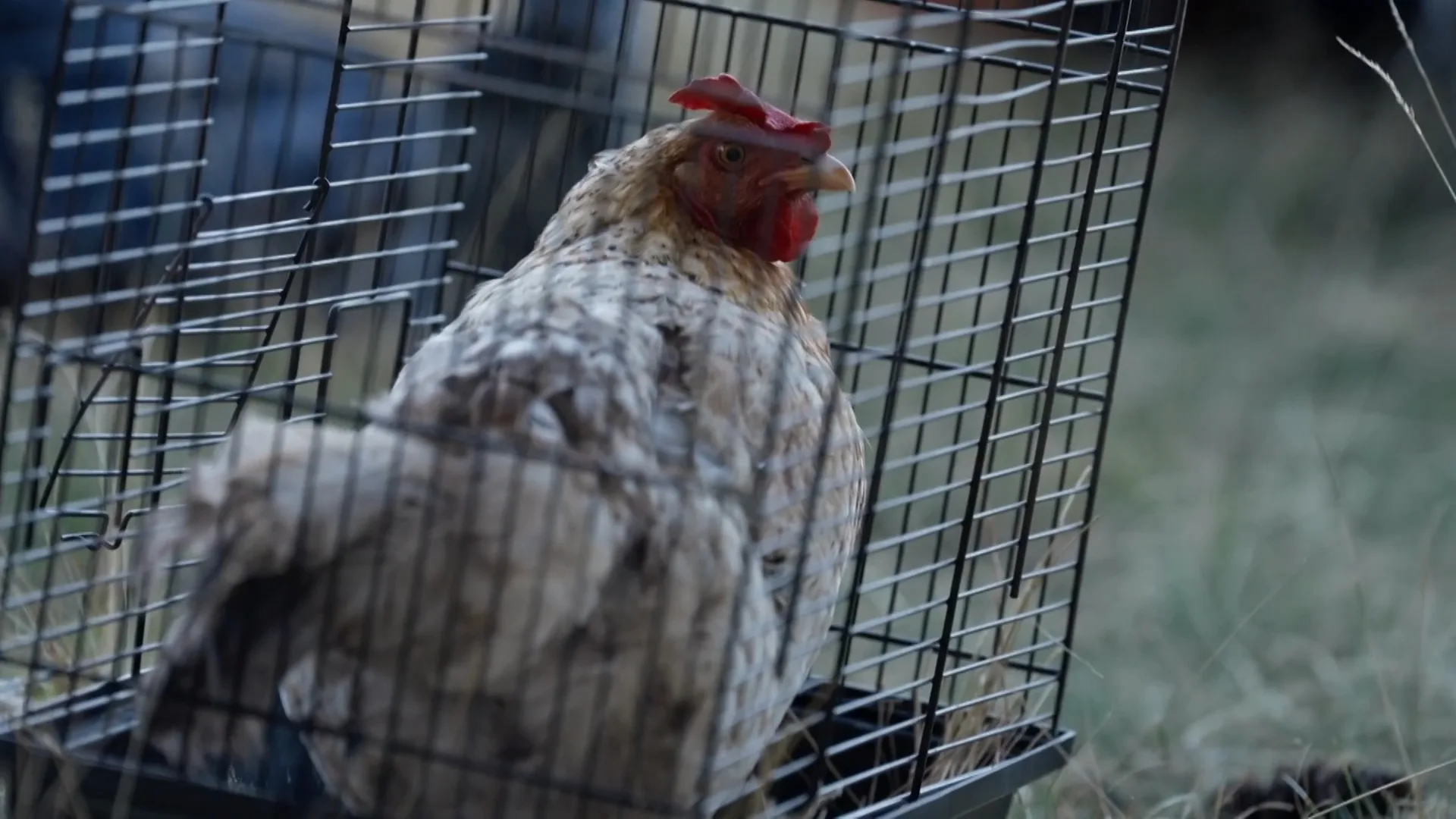 Het einde van Tokkie de kip