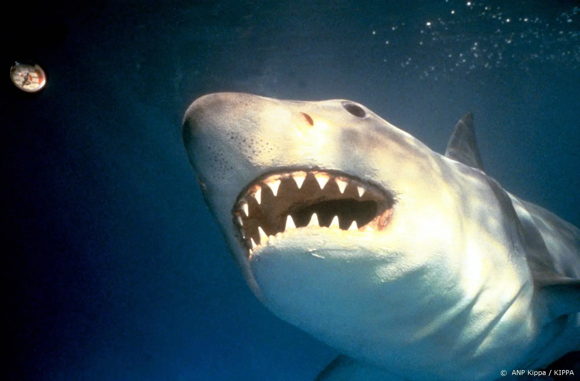 Jaws-actrice Lee Fierro (91) overleden aan gevolgen corona