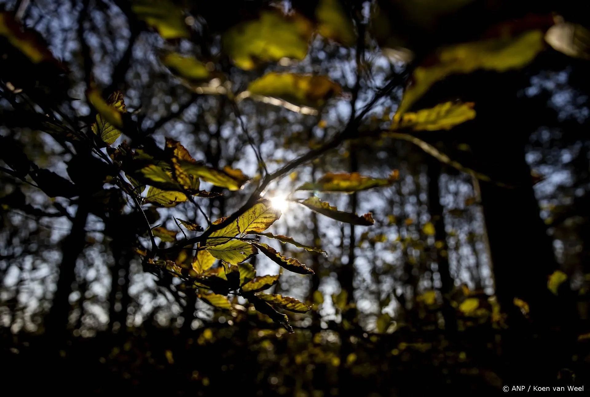 Vreselijk verdriet voor Kees Momma