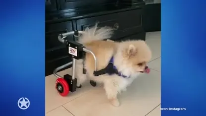 Verdrietig nieuws voor gezin Frans Bauer