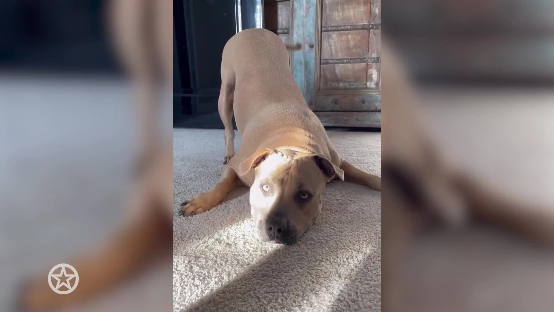 Hond Monique en André 8 jaar