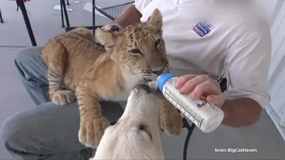 Voetballer Memphis Depay weer onder vuur om lijgerwelp