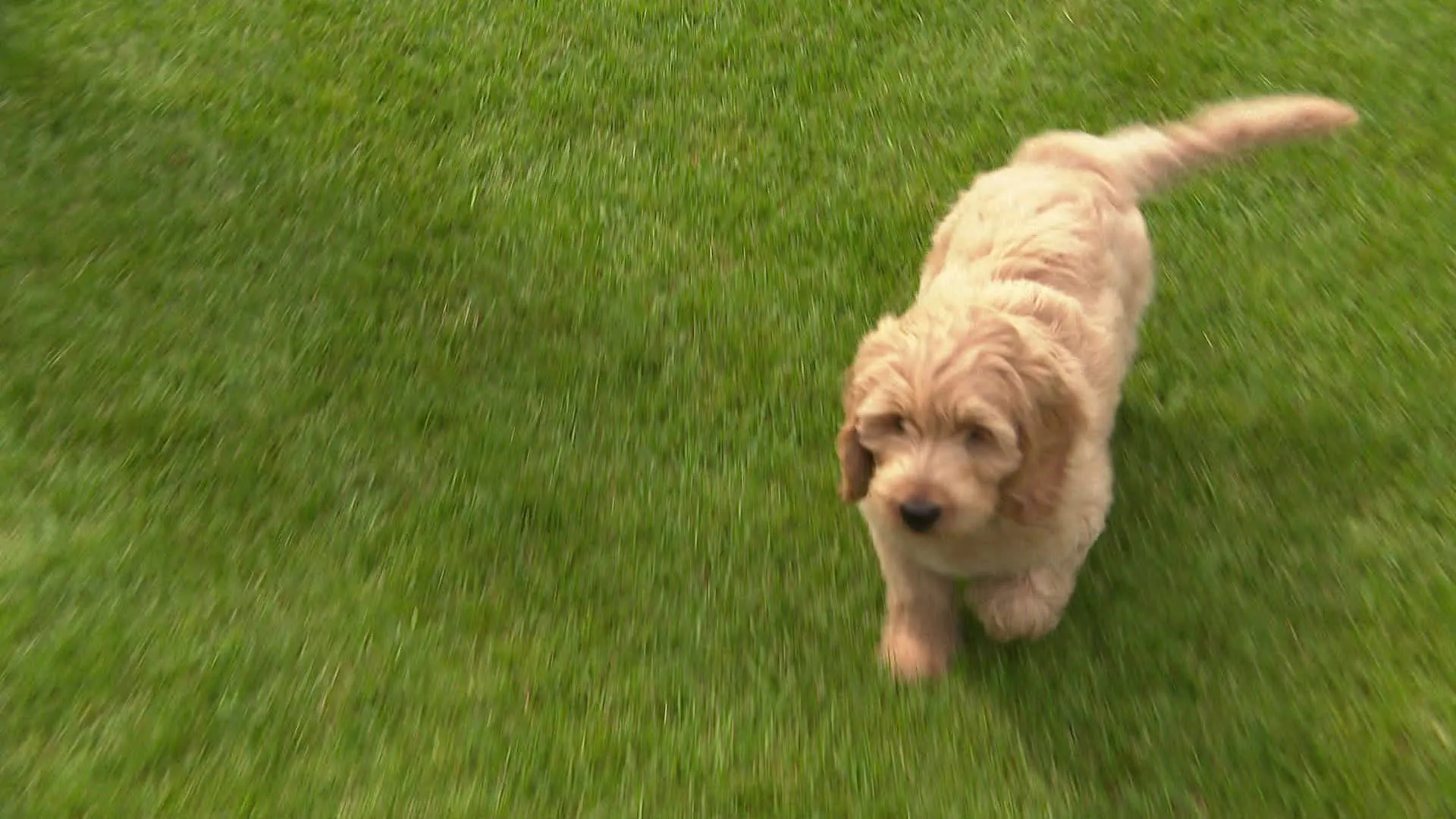 Op puppybezoek bij Renate